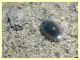 Enochrus sp. gia contrastate (18).JPG