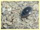 Enochrus sp. gia contrastate (27).JPG
