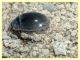 Enochrus sp. gia contrastate (33).JPG