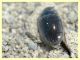 Enochrus sp. gia contrastate (8).JPG