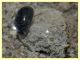 Enochrus sp. secondo ex (1).JPG
