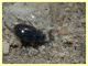 Enochrus sp. secondo ex (3).JPG