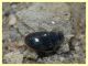 Enochrus sp. secondo ex (9).JPG