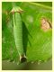 Charaxes jasius larva su Corbezzolo (8).JPG