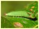 Charaxes jasius larva su Corbezzolo (27).JPG