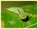Charaxes jasius larva su Corbezzolo (13).JPG
