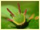 Charaxes jasius larva su Corbezzolo (20).JPG