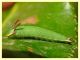 Charaxes jasius larva su Corbezzolo (54).JPG