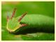 Charaxes jasius larva su Corbezzolo (64).JPG