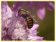 Pseudoanthidium melanurum su Scabiosa sp (2).JPG