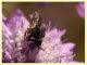 Pseudoanthidium melanurum su Scabiosa sp (3).JPG