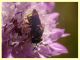 Pseudoanthidium melanurum su Scabiosa sp (4).JPG
