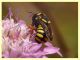 Pseudoanthidium melanurum su Scabiosa sp (5).JPG