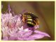 Pseudoanthidium melanurum su Scabiosa sp (6).JPG