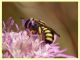 Pseudoanthidium melanurum su Scabiosa sp (7).JPG