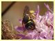 Pseudoanthidium melanurum su Scabiosa sp (8).JPG