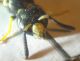 Microdynerus0005 A.JPG