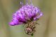 DSC_1976.jpg