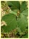 Metaplastes pulchripennis - (2).JPG