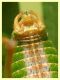 Metaplastes pulchripennis - (31).JPG