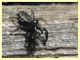 prob. Salticus unciger 4 mm. - (4).JPG