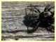 prob. Salticus unciger 4 mm. - (5).JPG