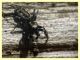 prob. Salticus unciger 4 mm. - (6).JPG