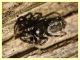 prob. Salticus unciger 4 mm. - (7).JPG
