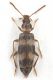 Notoxus Castellarcione 1.jpg