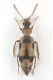 Notoxus 2 Castellarcione VI-2026 5,2mm.jpg