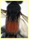 Cryptocheilus sp. - (39).JPG