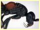 Cryptocheilus sp. - (161).JPG