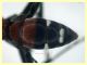 Cryptocheilus sp. - (21).JPG