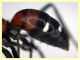 Cryptocheilus sp. - (91).JPG