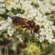 altro halictus 2.jpg
