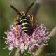 Vespula-sp-20260723-006-JQf.jpg