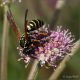 Vespula-sp-20260723-010-JQf.jpg