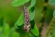 DSC_3127-2.jpg