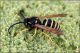 Vespula-sp-20260723-013-DPPOGf.jpg