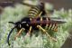 Vespula-sp-20260723-016-DPPOGf.jpg