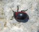 Chrysolina limbata 03.jpg