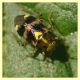 Liocoris tripustulatus - su Verbascum blattaria - (17).JPG
