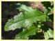 Liocoris tripustulatus - su Verbascum blattaria - (27).JPG