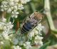colletes.jpg