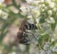 colletes 3.jpg