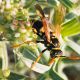 polistes 3.jpg