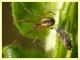 Kochiura aulica femmina con Nysius sp. - (2).JPG