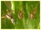 Kochiura aulica femmina con Nysius sp. - (4).JPG