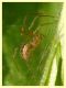 Kochiura aulica femmina con Nysius sp. - (5).JPG