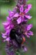 Bombus-2-20260808-003-JWf.jpg